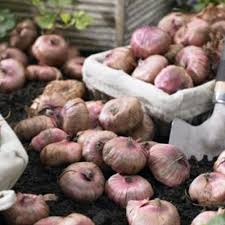 Fill your cart with color today! Gladiolus Bulb Gladiolus Flower Bulb Manufacturer From Kharar