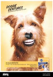 Old dogs teeth hi-res stock photography and images