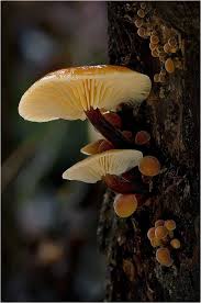 Samtfussrubling Pilze Geniessbare Pilze Baumpilze