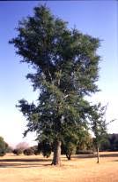 Image result for Faidherbia albida