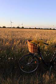trockenblumen trockenblumen blumen