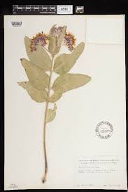 Image result for Alafia zambesiaca