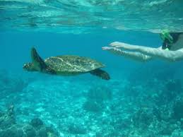 Мальдивы, атолл раа, raa atoll. Snorkel At The House Reef Bild Von Adaaran Select Meedhupparu Meedhupparu Island Tripadvisor