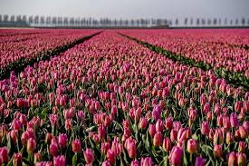 Lalelele sunt considerate unele dintre cele mai frumoase si stilate flori. Au Innebunit Lalelele 10 Imagini Splendide Cu Campiile Colorate Din Olanda Divertisment Pasiune Pagina 1 Eva Ro