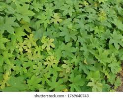 Image result for Lepistemon