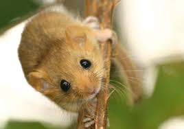 Mouse Species Guide Animals Animal Facts Cute Animals