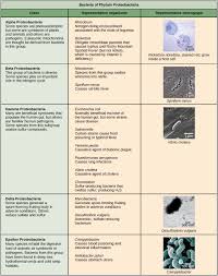 22 2 Structure Of Prokaryotes Texas Gateway