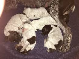 Rescues are also welcome to post their dogs for adoption. Puppyfinder Com German Shorthaired Pointer Puppies Puppies For Sale Near Me In Michigan Usa Page 1 Displays 10