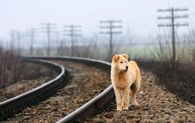 Maybe you would like to learn more about one of these? Don T Ever Have A Lost Pet Microchips Save Lives Sarasota Veterinary Center