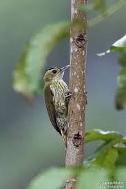 Small Green Bird With Red Spot On Head Elliot S Woodpecker Dendropicos Elliotii Elliotii Female Lacks Red Head Spot Bwindi National Park Woodpecker Beautiful Birds Birds