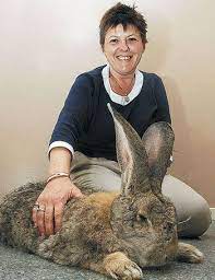 They Look So Docile Really Cute Giant Rabbit Flemish Giant Rabbit Flemish Giant