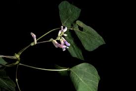 Image result for Amphicarpaea africana