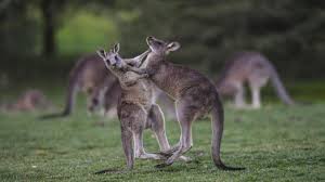 Kangaroos belong to the animal family macropus, literally big foot. thanks to their large feet, kangaroos can leap. Kangaroos On The Menu As Vic Numbers Boom The West Australian