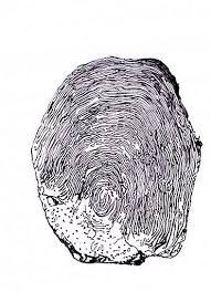 Fetixuyan16, pen drawing, rose, one rose, feti xuyan, learn to draw, drawing, lukisan bunga, menggambar bunga, bunga mawar, sketsa. Bagaimana Cara Mengetahui Umur Ikan Dengan Cara Sederhana Alam 2021