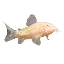 But some hybrid species of such fish can live up to 10 years with good content. Albino Cory Catfish For Sale Live Pet Fish Petsmart