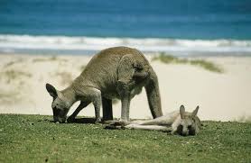 Wallabies are smaller than kangaroos and distributed widely across australia and neighbouring islands. Kangaroo Marsupial Australia Wallabies Wallaby Animal Animals Animal World Mammal Pikist