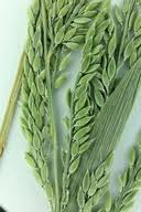 Image result for Eriochloa fatmensis