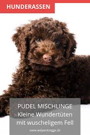 pin auf welpenrassen hunde rassen