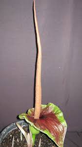 Image result for Amorphophallus goetzei
