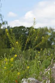 Image result for Erucastrum