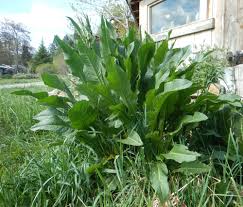 Image result for Rumex crispus