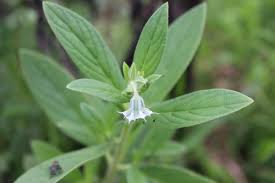 Image result for Trichodesma zeylanicum
