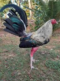 Los mejores gallos de Ecuador