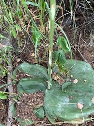 Image result for Habenaria armatissima