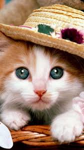 Love Animal Hd Wallpaper Android Cute Cats And Dogs Funny Cat Wallpaper Kitten Wallpaper