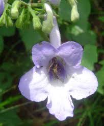 Image result for Streptocarpus eylesii
