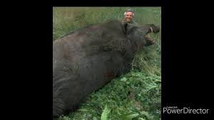 Champions de leur catégorie par leur taille et leur poids, voici les plus gros animaux du monde. Le Plus Gros Sanglier Du Monde Youtube