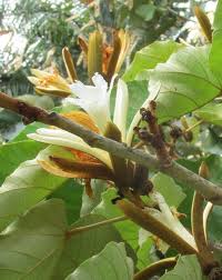 Image result for Pterospermum acerifolium