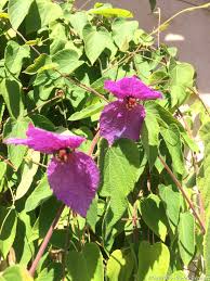 Image result for Dalechampia