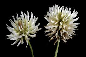 Image result for Eriosema scioanum