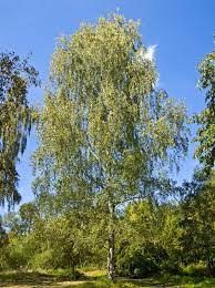 Birch trees page 1 from 4 in hd quality. Birch Wikipedia