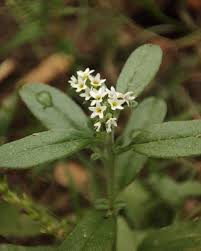 Image result for Stathmostelma pauciflorum