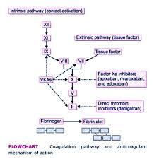 Image result for Anticoagulation Pathway