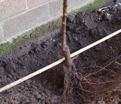 Espaliered fruit trees are the perfect way to turn a small area into an orchard garden. How To Espalier Fruit Trees Stark Bro S