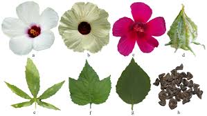 Image result for Hibiscus cannabinus