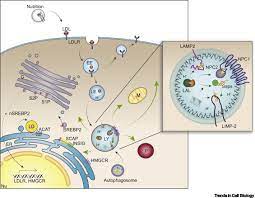 Cholesterol Handling In Lysosomes And Beyond Trends In Cell Biology