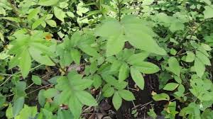 La brusca es una planta leñosa de medio metro de altura. Planta Lochita Para Oxigenar El Cerebro By Plantas Sagradas