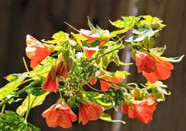 Image result for Abutilon rehmannii