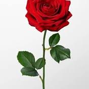 Mertz Family Obituaries