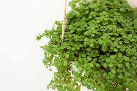 Sign up for our weekly newsletter. 19 Houseplants Safe For Cats And Dogs