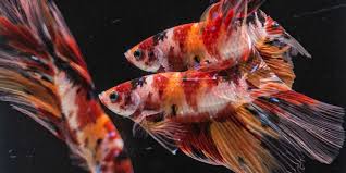 Siapa sih yang tak kenal ikan laga, salah satu jenis ikan hias yang mudah dipelihara. Mau Pelihara Ikan Cupang Ini Hal Yang Harus Diketahui Halaman All Kompas Com