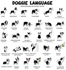 How To Read A Dogs Body Language The Animal Foundation