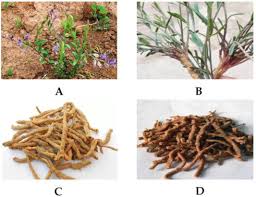 Image result for Polygala arenaria