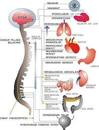 Sistem saraf pada manusia terdiri dari sel saraf yang biasa disebut dengan neuron dan sel gilial. Sistem Saraf Dan Indera Manusia Materi Lengkap Artikel Materi