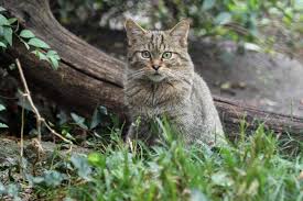 Taxonomie rodu felis a druhu felis silvestris není dosud vyjasněná. Kocka Divoka Zoo Hluboka