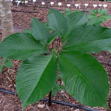 Image result for Sauromatum venosum